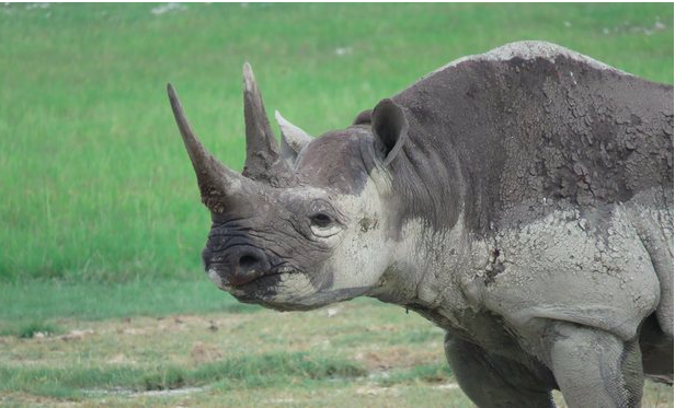 Snimok e`krana 2016 03 10 v 15.28.05 - В 2015 году было убито рекордное число африканских носорогов